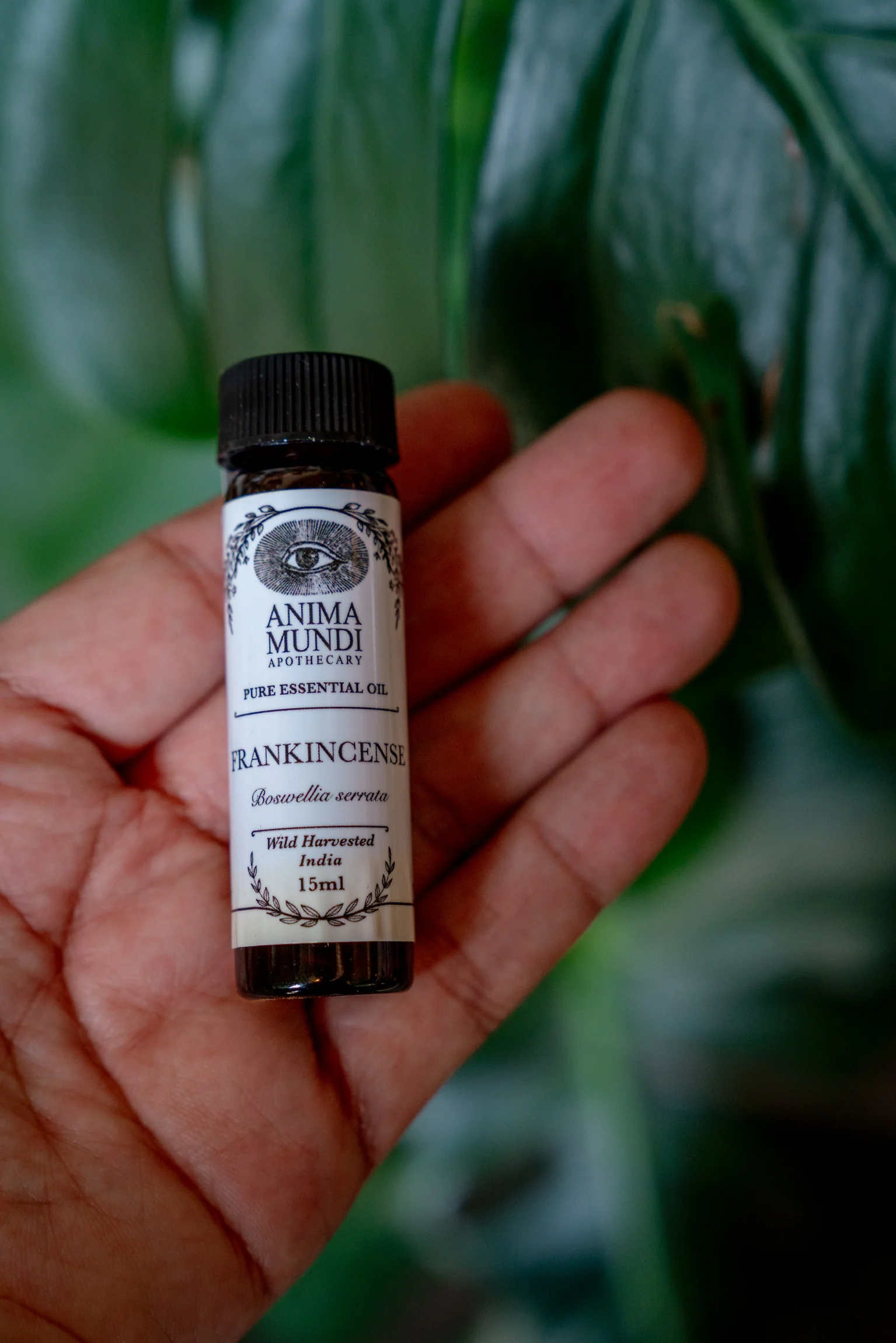 FRANKINCENSE Essential Oil | Wildcrafted - Image 4