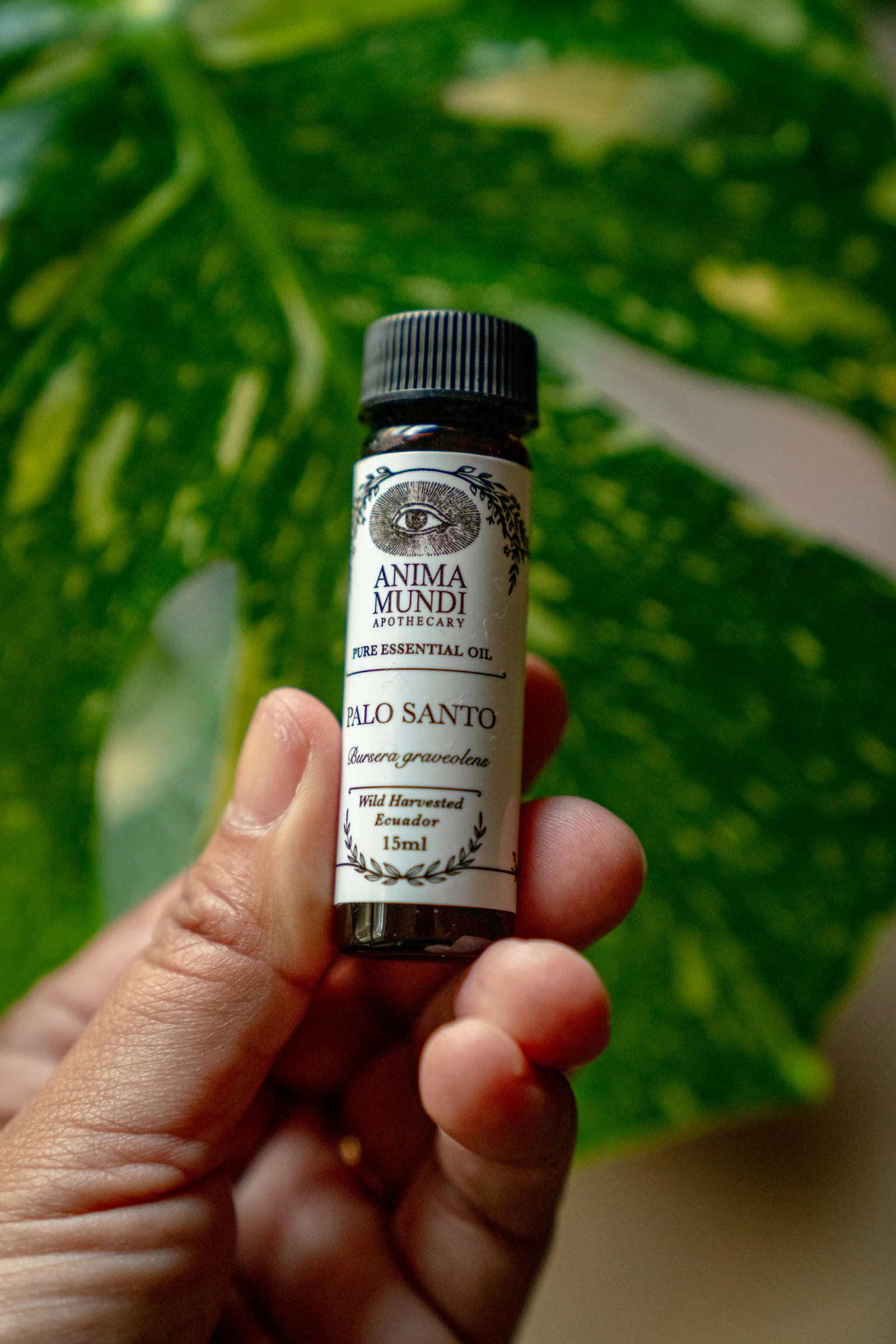 PALO SANTO Essential Oil | Wildharvested - Image 3