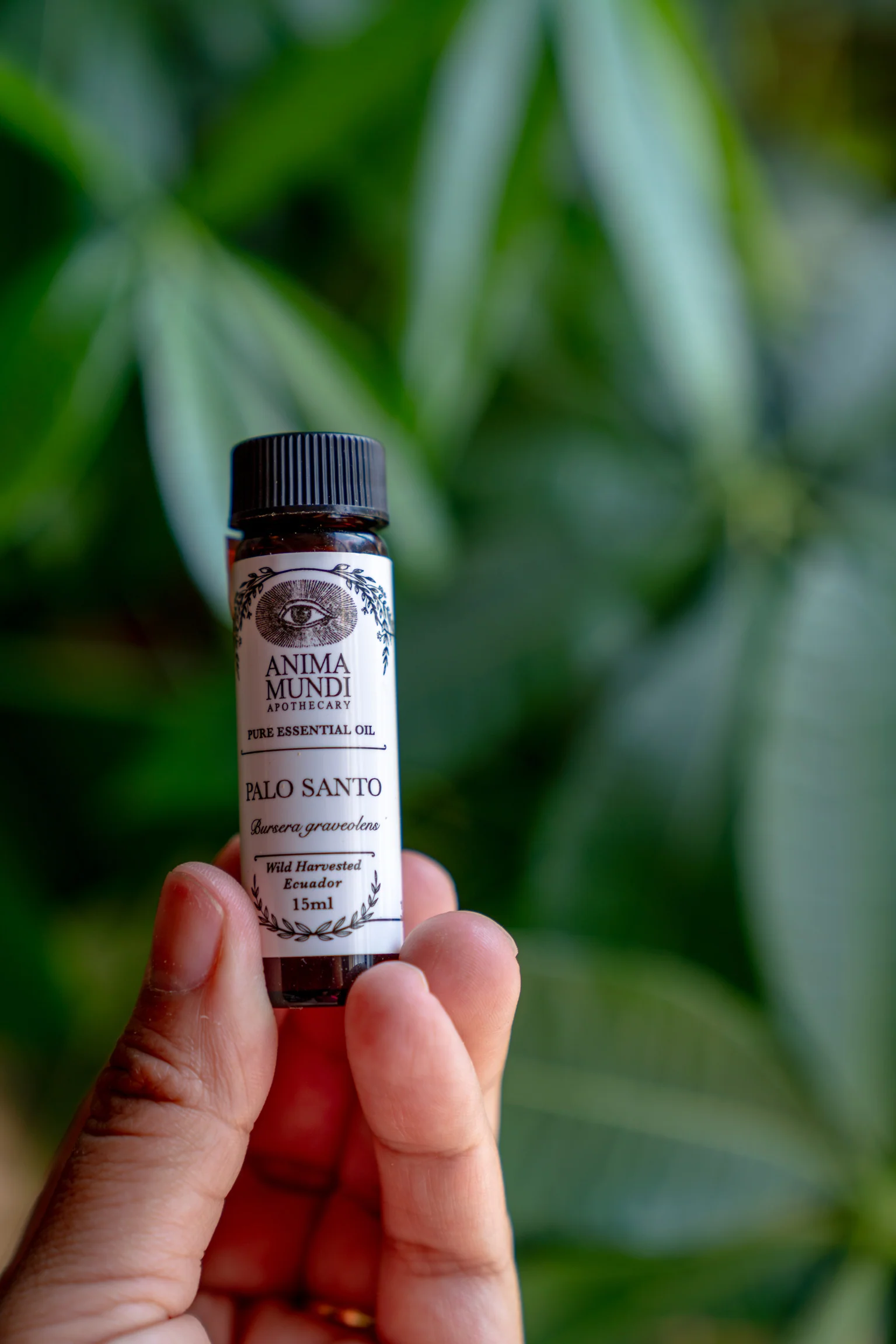 PALO SANTO Essential Oil | Wildharvested - Image 4